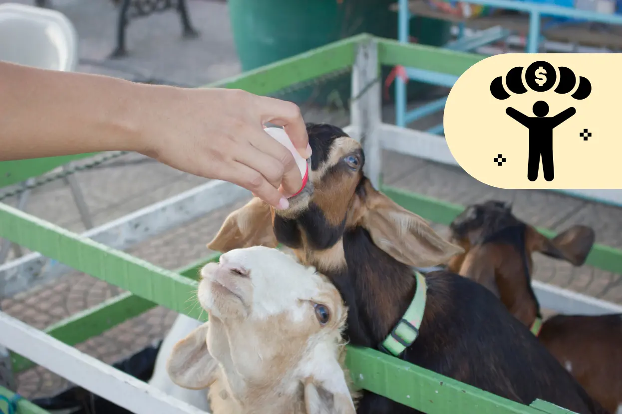 ছাগল পালনে সফল কত সময় লাগে কখন বুঝবেন আপনি ছাগল পালন করে সফল, ছাগল পালন করে কোটিপতি