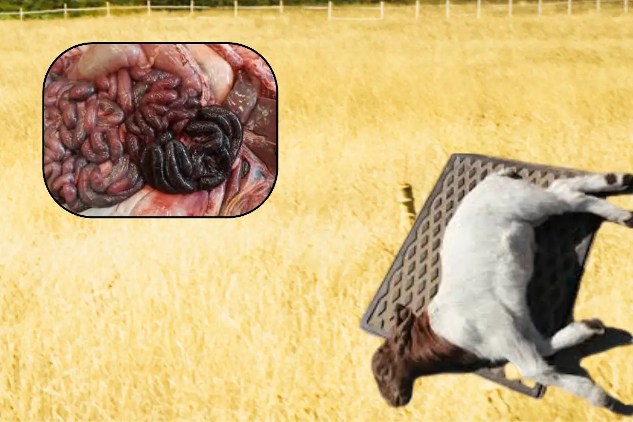 ছাগলের এন্টারোটক্সিমিয়া রোগ সম্পর্কে জেনে রাখুন