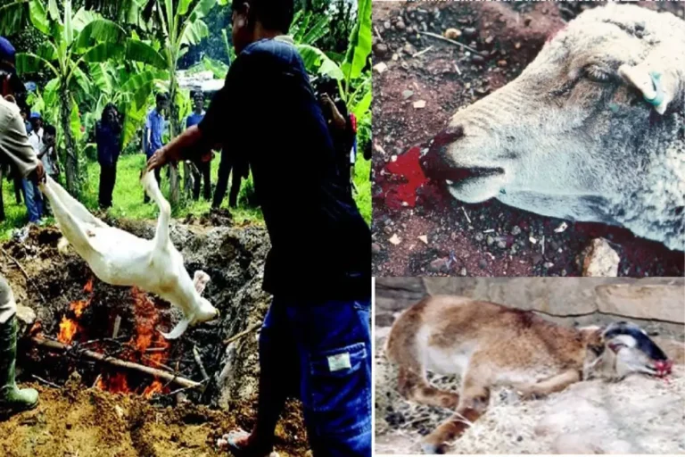ছাগলের তড়কা বা এ্যানথ্রাক্স রোগ কি, রোগের লক্ষণ সমূহ, রোগ প্রতিরোধ, Anthrax