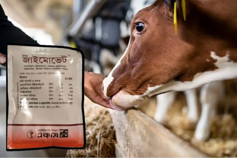 জাইমোভেট এর কাজ