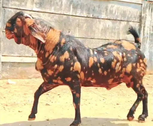 শিরোহি ছাগলের জাতের নাম ও ছবি