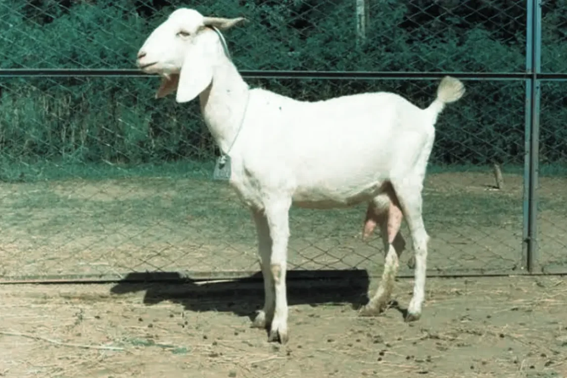 সেরা দুধ দেওয়া ছাগলের জাত সুরতিঃ ছাগলের জাত নির্বাচন ছাগল খামার পরিকল্পনা