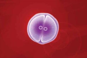 কোষ বিভাজন এবং তার প্রকারভেদঃ মিয়োসিস (Meiosis) ও মাইটোসিসের (Mitosis) পর্যায়সমূহ এবং মাইটোসিসের গুরুত্ব।