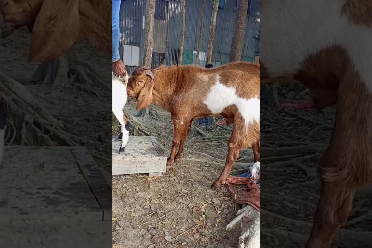 ছাগলের প্রজনন কিভাবে করাবেন প্রজনন উপযোগী পাঁঠা ও ছাগীর কিভাবে চিনবেন, ছাগল পালন