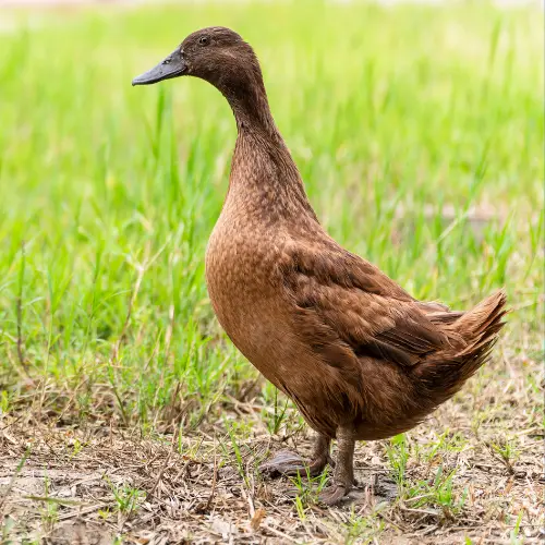 খাকি ক্যাম্পবেল হাঁসের জাত পরিচিতি