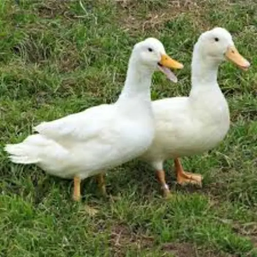 পিকিং বেইজিং হাঁসের জাত পরিচিতি
