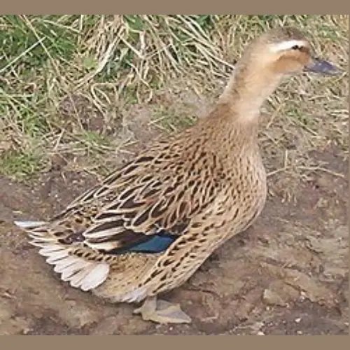 রুয়ে হাঁসের জাত পরিচিতি