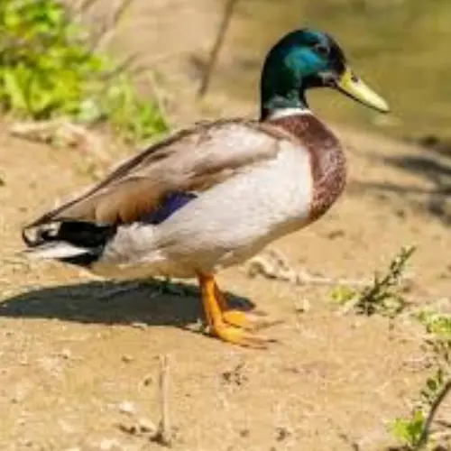 সাধারণ দেশি হাঁসের জাত পরিচিতি