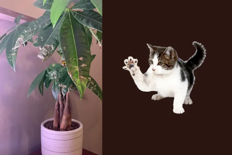 Are Money Trees Toxic to Cats~Are Money Trees Toxic to Cats?~ইনফরমেশন বাংলা ডটকম~informationbangla.com