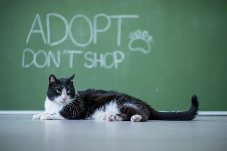 Cat adoption, 10 Essential Things to Know Before Adopting a Cat~Cat adoption: 10 Essential Things to Know Before Adopting a Cat~ইনফরমেশন বাংলা ডটকম~informationbangla.com