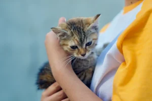 Cat adoption