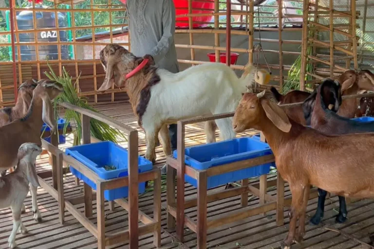 ছাগল পালন chagol palon bangladesh