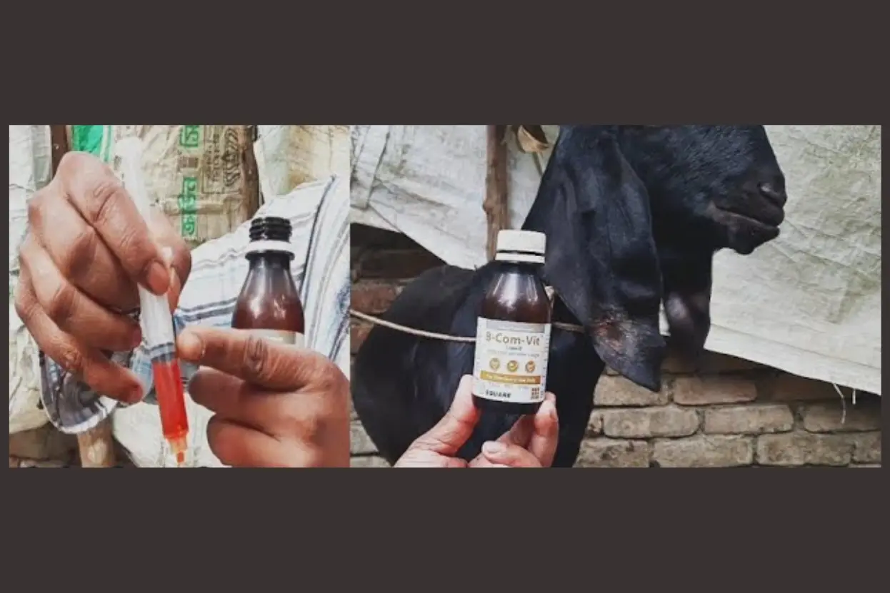 ছাগলকে ভিটামিন “বি” কমপ্লেক্স কেন খাওয়াবেন, ছাগলের ভিটামিন ঔষধ এর নাম
