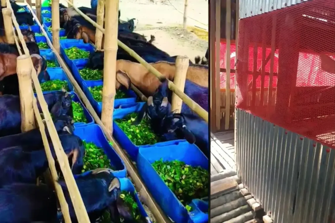 ছাগলের খামার কিভাবে করতে হয়? ছাগলের খামার করে সফল হবার মন্ত্র ছাগলের খামার কিভাবে করতে হয়, ছাগলের খামার করে সফল হবার মন্ত্র