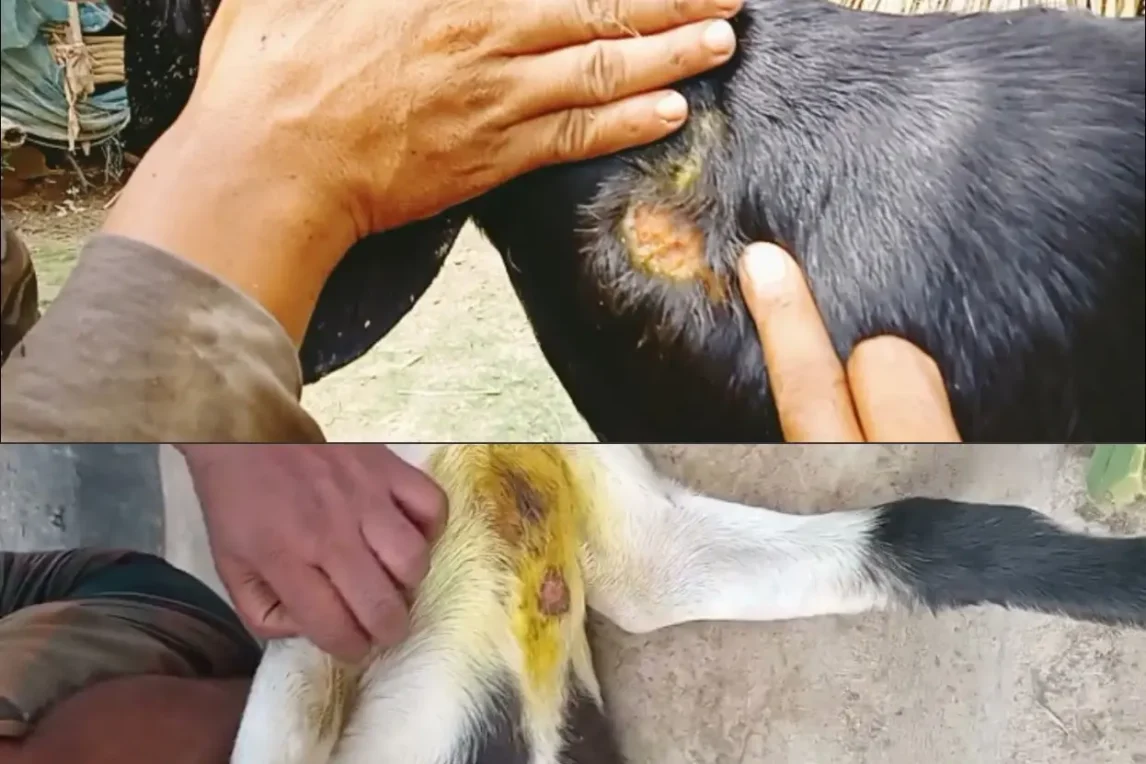 ছাগলের চর্মরোগ ছাগলের চর্মরোগ