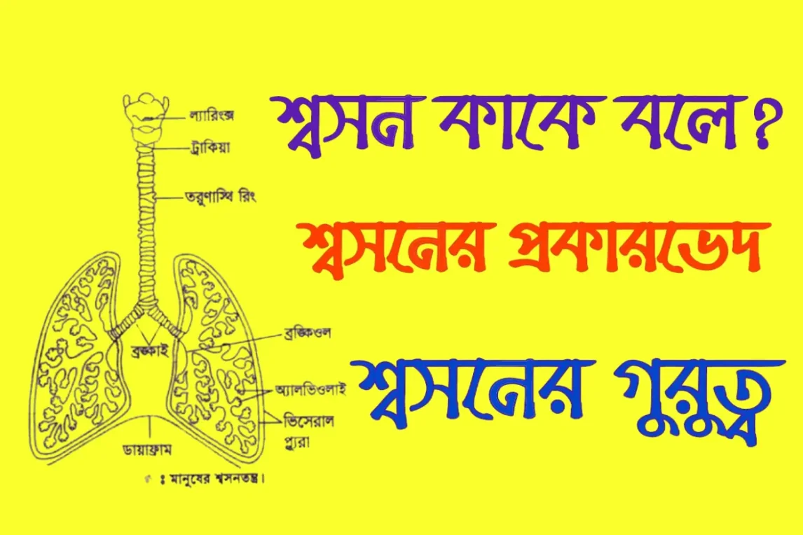 শ্বসনতন্ত্র কি বা কাকে বলে? শ্বসনতন্ত্রের প্রকারভেদ ও পরিচিতি শ্বসনতন্ত্র কি বা কাকে বলে, শ্বসনতন্ত্রের প্রকারভেদ ও পরিচিতি