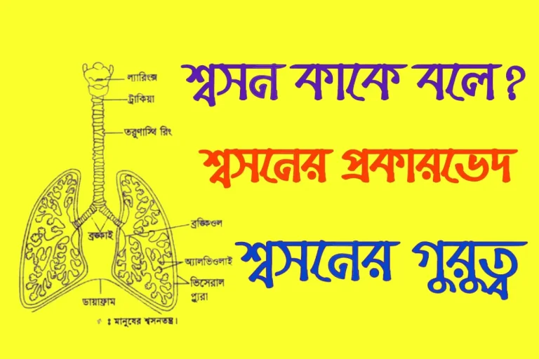 শ্বসনতন্ত্র কি বা কাকে বলে, শ্বসনতন্ত্রের প্রকারভেদ ও পরিচিতি