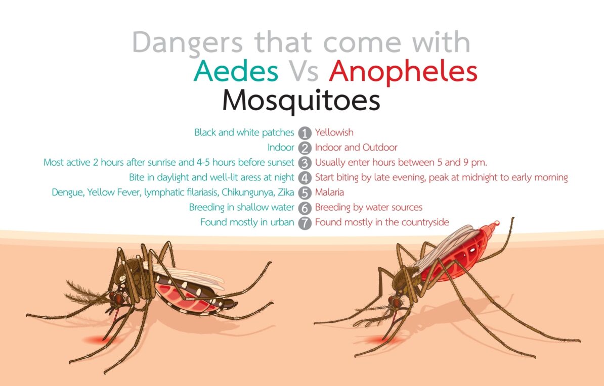 Image of Aedes aegypti mosquito~Dengue Fever: What to Do and What Not to Do for Effective Management~ইনফরমেশন বাংলা ডটকম~informationbangla.com