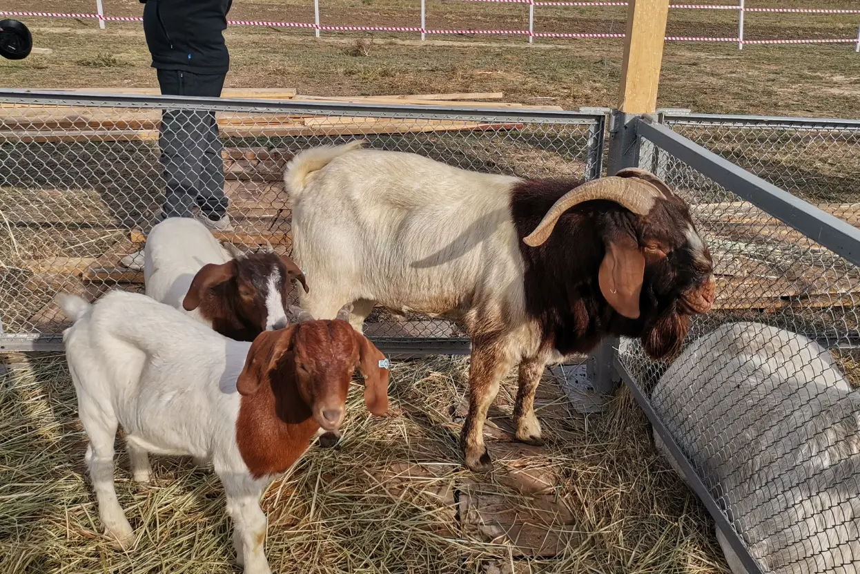 আবদ্ধ পদ্ধতীতে ছাগল পালন পদ্ধতির বৈশিষ্ট্য, সুবিধা ও অসুবিধা সমূহ