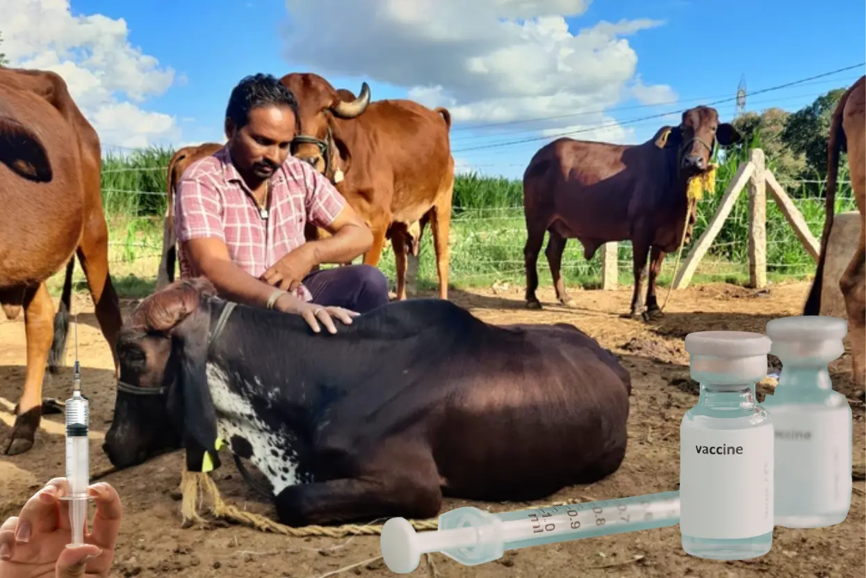 গবাদিপশু ও হাঁস-মুরগির টিকা দেওয়ার নিয়মঃ কখন, কোন টিকা, কতদিন পর পর, কোন জায়গায় দিতে হবে~গবাদি পশু ও হাঁস-মুরগির রোগব্যাধি।~ইনফরমেশন বাংলা ডটকম