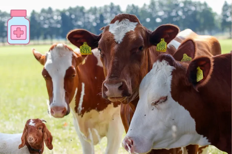 গরু-ছাগলের ঔষধের নামঃ সেফালোসপরিন গ্রুপ (Cephalosporins Group)