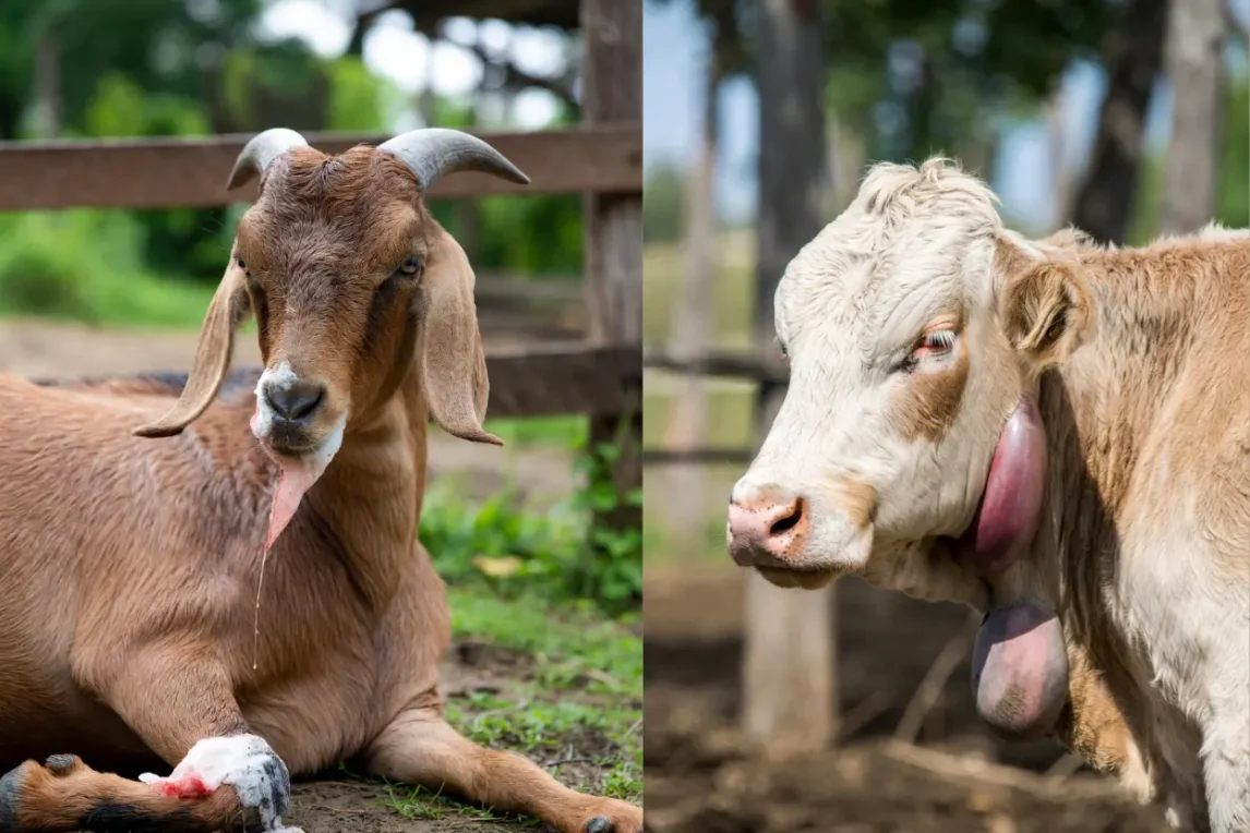 গরু-ছাগলের কীটনাশক বিষক্রিয়া (Insecticide Poisoning) গরু-ছাগলের কীটনাশক বিষক্রিয়া (Insecticide Poisoning)