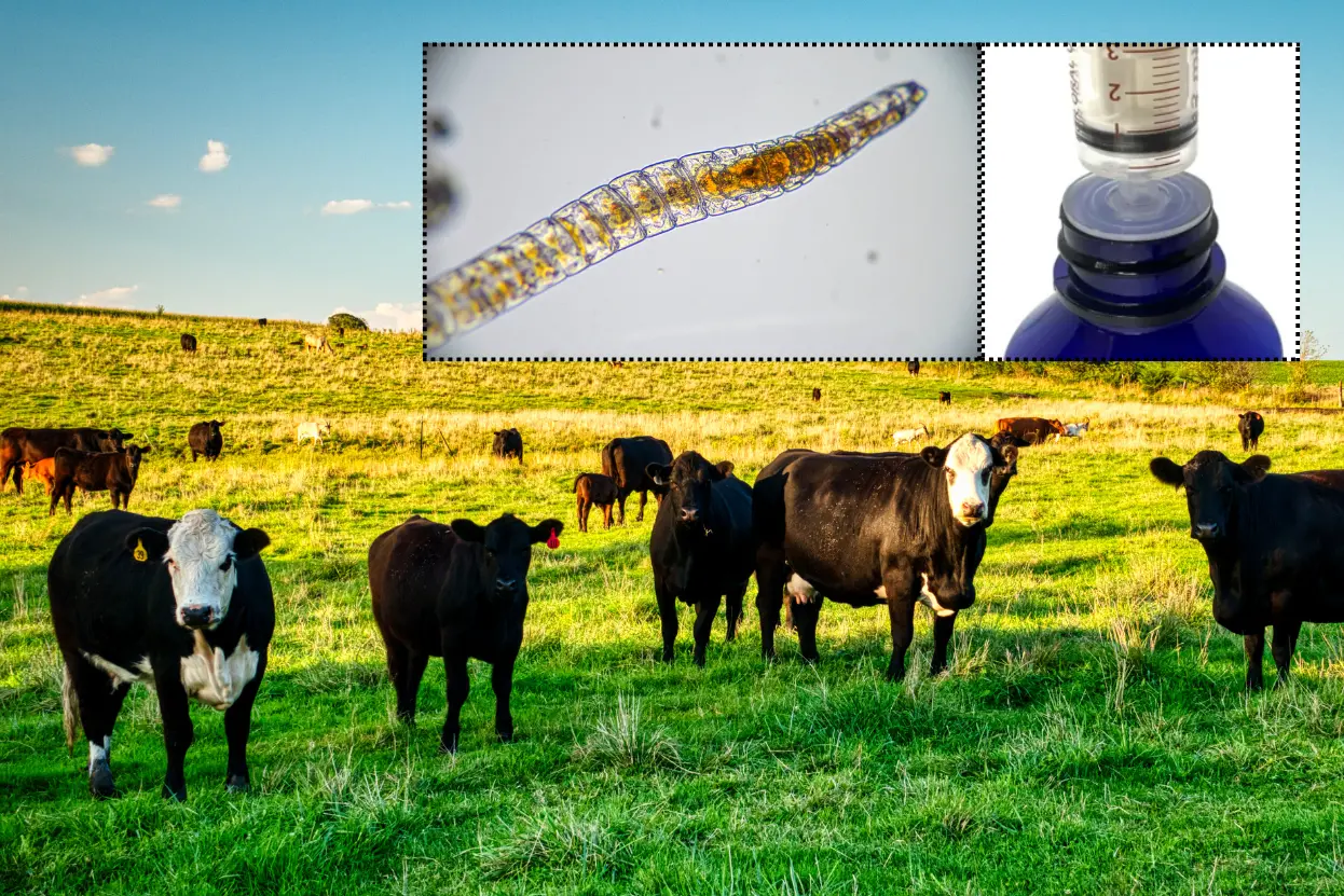 গরুকে কখন, কোন বয়সে, কোন কৃমিনাশক ঔষধ, কি পদ্ধতিতে, দিতে হয়