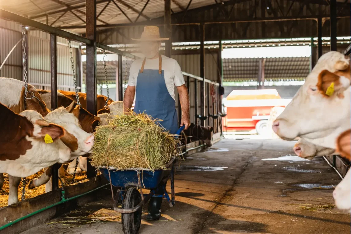 গাভীর খাদ্য তালিকাঃ কি কি উপাদান দিয়ে রেশন তৈরি করবেন? মিশ্রণের অনুপাত কেমন হবে? গাভীর খাদ্য তালিকাঃ কি কি উপাদান দিয়ে রেশন তৈরি করবেন, মিশ্রণের অনুপাত কেমন হবে