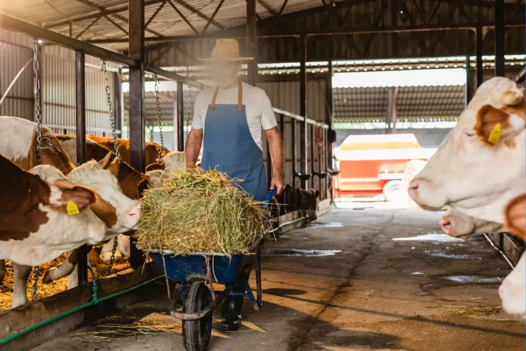 গাভীর খাদ্য তালিকাঃ কি কি উপাদান দিয়ে রেশন তৈরি করবেন, মিশ্রণের অনুপাত কেমন হবে