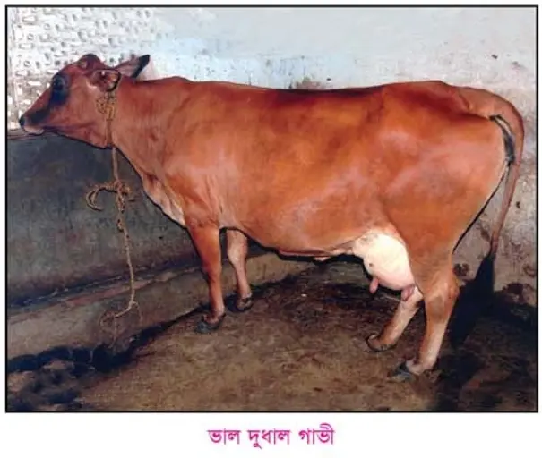 চিত্রঃ একটি ভালো জাতের দুধাল গাভী