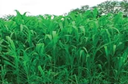 চিত্রঃ জাম্বু ঘাস