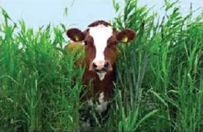 চিত্রঃ জার্মান ঘাস