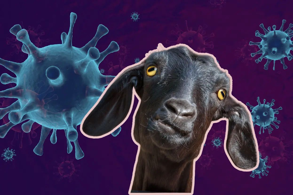 ছাগলের ১০টি রোগের লক্ষণ জেনে রাখুনঃ ছাগলের রোগ সমূহ, ছাগলের কি কি অসুখ হয়