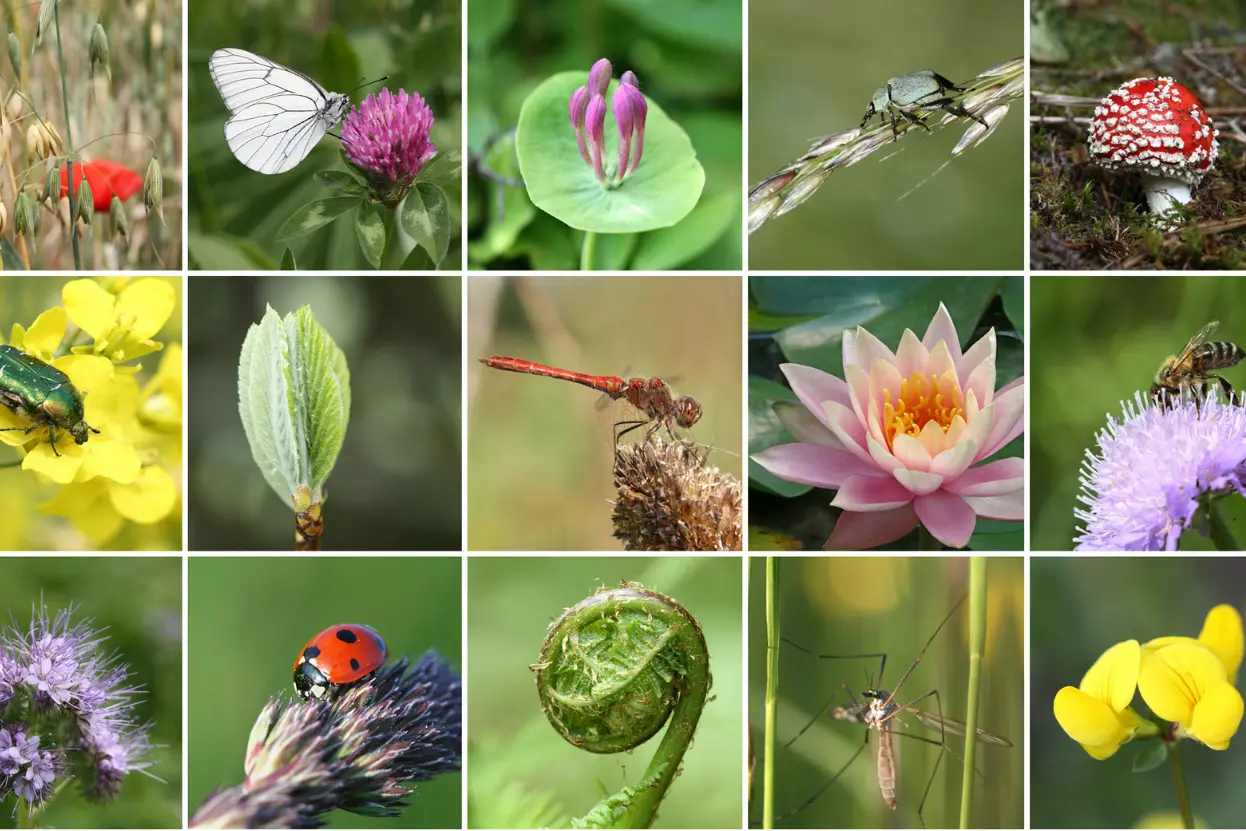 জীববৈচিত্র্য (Biodiversity) ও জীববৈচিত্র্যের প্রকারভেদঃ বাস্তুতন্ত্রের স্থিতিশীলতা রক্ষায়