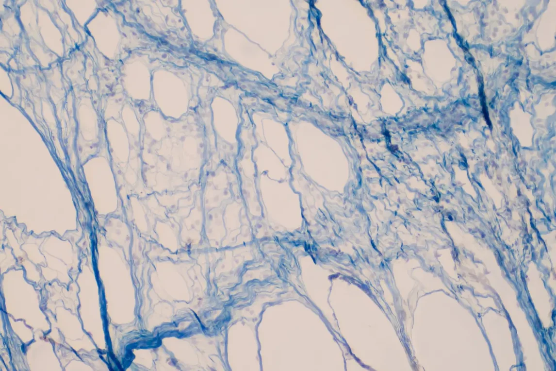 টিস্যু কাকে বলে যাবতীয় উদ্ভিদ টিস্যু ও প্রাণিটিস্যুর প্রকারভেদসহ তাদের কাজ