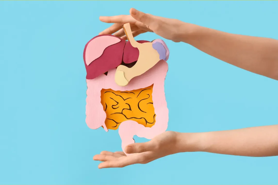 পরিপাক তন্ত্রের বিভিন্ন অংশের নাম, কাজ কি, গঠন, চিত্র ও প্রধান অংশ কয়টি? এবং খাদ্য পরিপাক পক্রিয়ার বিস্তারিত বর্ণনা পরিপাক তন্ত্রের বিভিন্ন অংশের নাম, কাজ কি, গঠন, চিত্র ও প্রধান অংশ কয়টি এবং খাদ্য পরিপাক