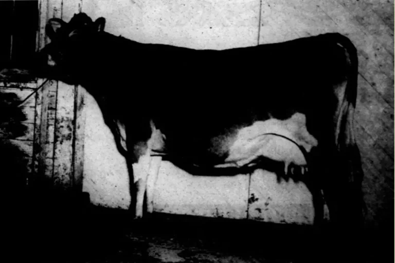 ভালো ও বেশি দুধ দেওয়া গাভী চেনার উপায়ঃ আদর্শ দুগ্ধাল গাভীর বৈশিষ্ট্য