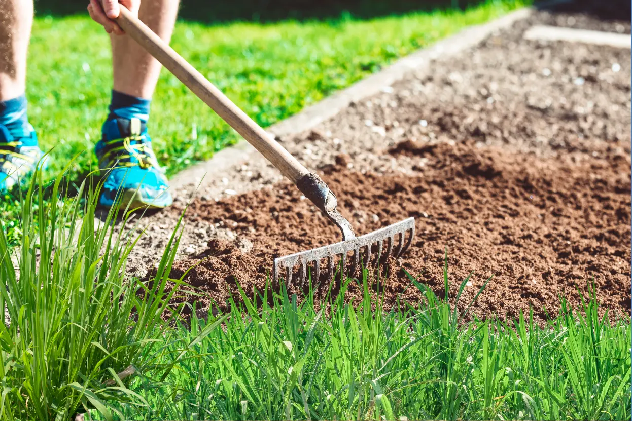 ৩টি সেরা উন্নত জাতের ঘাস চাষ পদ্ধতি