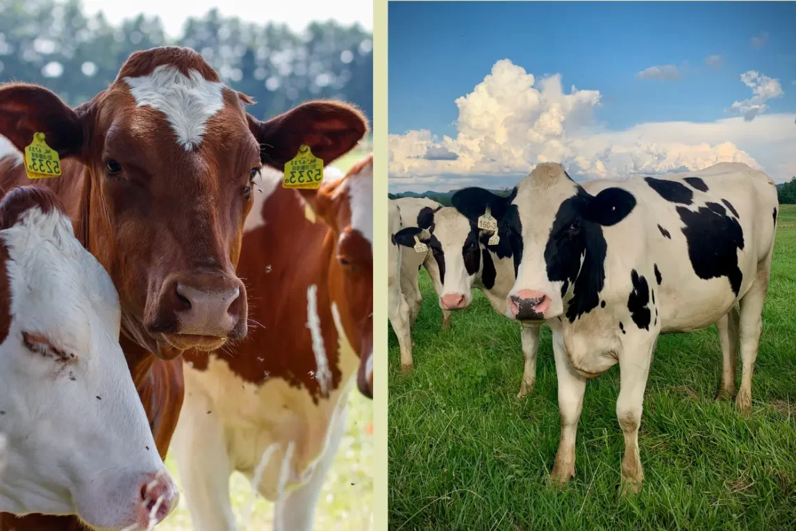 ৪টি সেরা উন্নত জাতের পরিচিতিঃ বাংলাদেশে কোন জাতের গাভীর খামার করবেন? ৪টি সেরা উন্নত জাতের পরিচিতিঃ বাংলাদেশে কোন জাতের গাভীর খামার করবেন