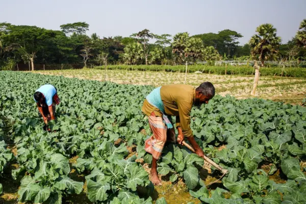 চাষাবাদ সম্পর্কিত কিছু প্রশ্নের উত্তর informationbangla.com