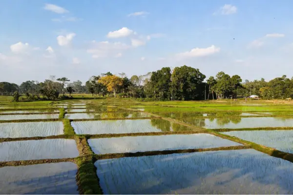 আধুনিক শ্রী পদ্ধতিতে ধান চাষ