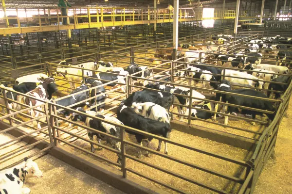 আপনার খামারের গরুর বাস্থানের জৈব নিরাপত্তা নিশ্চিত করবেন কীভাবে