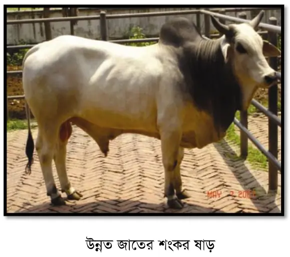 উন্নত জাতের ক্রস ষাড় গরুর ছবি