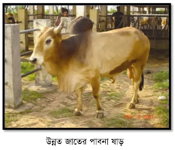 উন্নত জাতের পাবনা ঘাড় গরুর ছবি