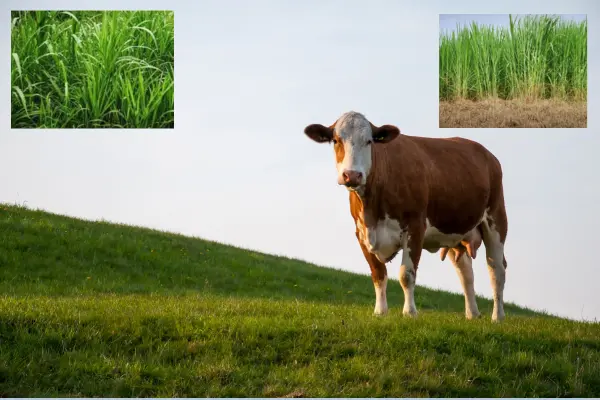 কয়টি গরুর জন্য, কতটুকু জমিতে কতটা ঘাস চাষ করবেন