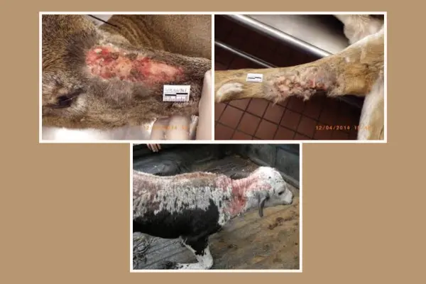 গরু-ছাগলের চর্মরোগঃ ডার্মাটোফিলোসিস এর কারণ, লক্ষণ, চিকিৎসা ও প্রতিরোধের উপায়