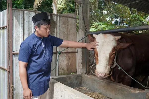 গরু মোটাতাজাকরণ এর স্বাস্থ্যসম্মত উপায় ও কৌশলসমূহ গরু মোটাতাজাকরণ এর স্বাস্থ্যসম্মত