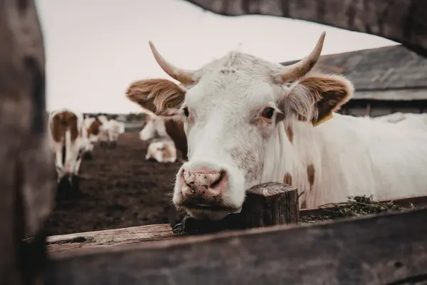 গরু মোটাতাজাকরণে কৃমি নিয়ন্ত্রণ কেন জরুরি, কীভাবে গরুর কৃমি নিয়ন্ত্রণ করবেন