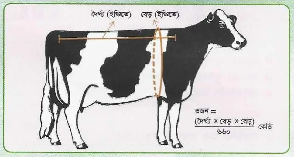 গরুর ওজন মাপার বিভিন্ন পদ্ধতি