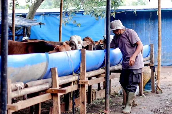 গরুর খামারের স্বাস্থ্যসম্মত পরিবেশ রক্ষা ও রোগ প্রতিরোধে করণীয় সমূহ